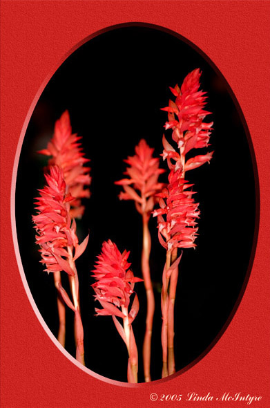 current photo on display