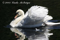 5th photo